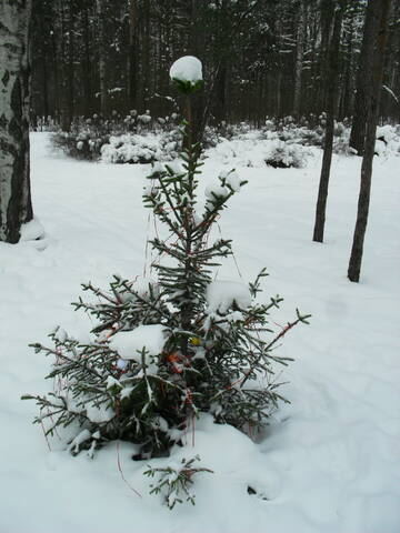 http://upforme.ru/uploads/000a/3f/42/16/t695025.jpg