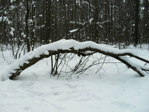 http://upforme.ru/uploads/000a/3f/42/16/t805933.jpg