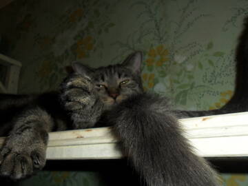 http://upforme.ru/uploads/000a/3f/42/241/t927838.jpg
