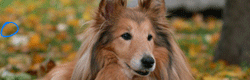 http://upforme.ru/uploads/000a/5d/78/623-1.gif