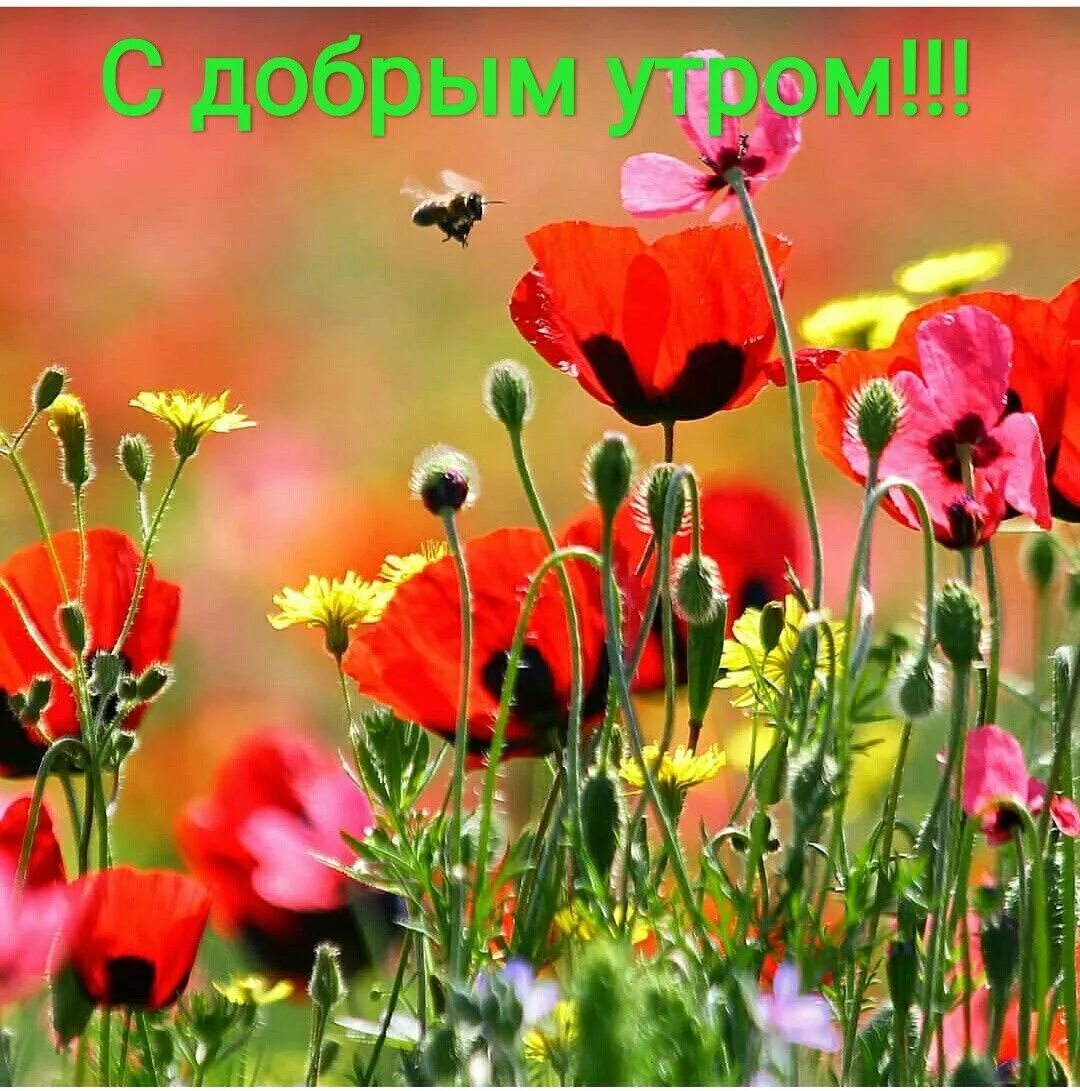 http://upforme.ru/uploads/000a/78/7a/526/644514.jpg