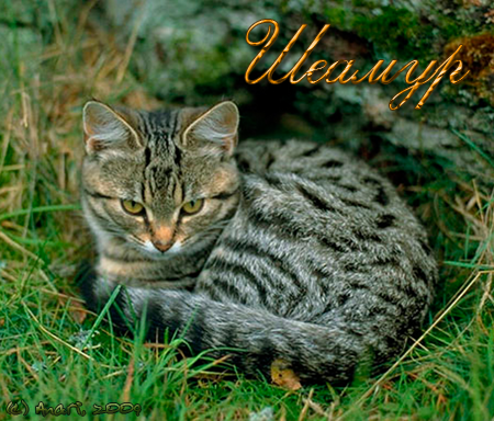 http://upforme.ru/uploads/000a/a3/62/41-1-f.png