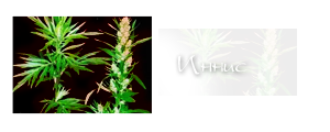 http://upforme.ru/uploads/000a/ac/7f/256-1.png