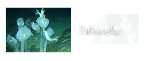 http://upforme.ru/uploads/000a/ac/7f/276-1.png