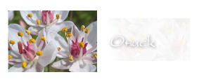 http://upforme.ru/uploads/000a/ac/7f/278-1.png
