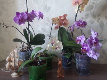 http://upforme.ru/uploads/000a/d8/24/9/t885113.jpg