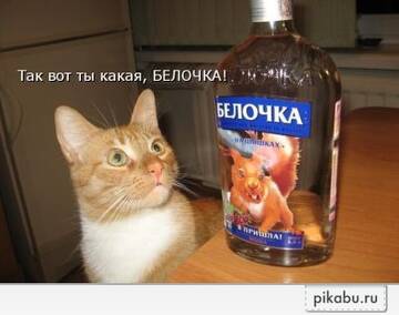 http://upforme.ru/uploads/000a/e3/16/3903/t596589.jpg