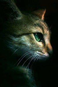 http://upforme.ru/uploads/000a/ef/c3/57-4-f.gif