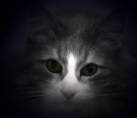 http://upforme.ru/uploads/000a/ef/c3/75-3.gif