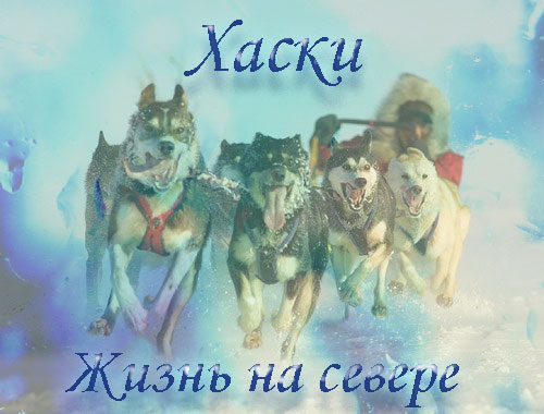 http://upforme.ru/uploads/000b/28/81/371-1-f.jpg