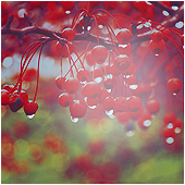 http://upforme.ru/uploads/000b/3d/2a/54-4.png