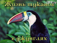 Жизнь туканов в джунглях 