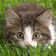 http://upforme.ru/uploads/000b/ac/ee/235-1.gif