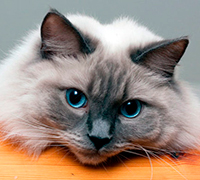http://upforme.ru/uploads/000b/ad/25/5941/t511300.jpg