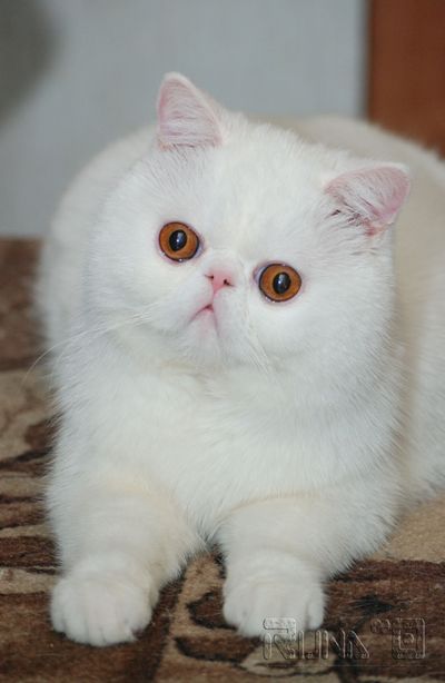 http://upforme.ru/uploads/000b/de/22/365-2-f.jpg