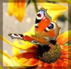 http://upforme.ru/uploads/000b/e4/62/626-2.gif