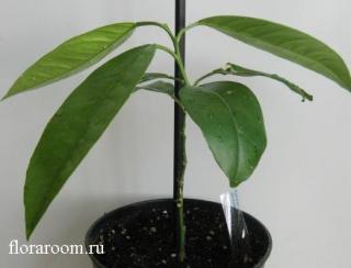 http://upforme.ru/uploads/000c/40/7e/103-1.jpg