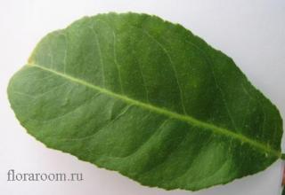 http://upforme.ru/uploads/000c/40/7e/110-1.jpg