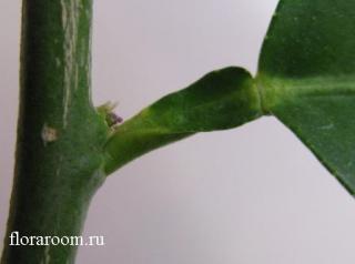 http://upforme.ru/uploads/000c/40/7e/111-5.jpg