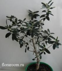 http://upforme.ru/uploads/000c/40/7e/116-1.jpg