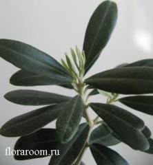 http://upforme.ru/uploads/000c/40/7e/116-2.jpg