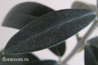http://upforme.ru/uploads/000c/40/7e/117-1.jpg