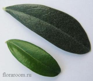 http://upforme.ru/uploads/000c/40/7e/117-2.jpg