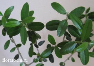 http://upforme.ru/uploads/000c/40/7e/117-4.jpg