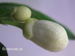 http://upforme.ru/uploads/000c/40/7e/134-1.jpg