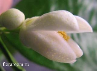 http://upforme.ru/uploads/000c/40/7e/134-2.jpg