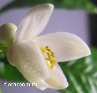 http://upforme.ru/uploads/000c/40/7e/134-3.jpg