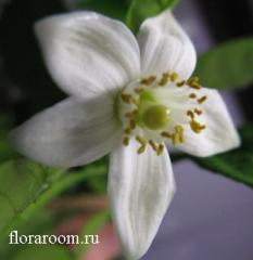 http://upforme.ru/uploads/000c/40/7e/134-5.jpg
