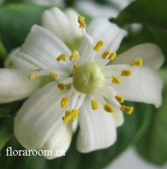 http://upforme.ru/uploads/000c/40/7e/139-1.jpg