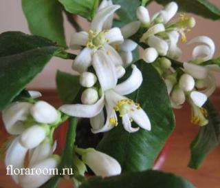 http://upforme.ru/uploads/000c/40/7e/139-3.jpg