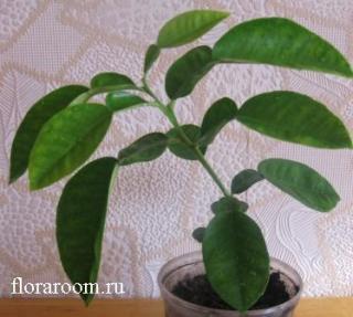 http://upforme.ru/uploads/000c/40/7e/143-1.jpg