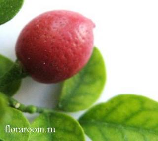 http://upforme.ru/uploads/000c/40/7e/146-2.jpg