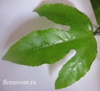 http://upforme.ru/uploads/000c/40/7e/151-3.jpg