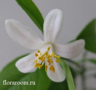 http://upforme.ru/uploads/000c/40/7e/66-2.jpg