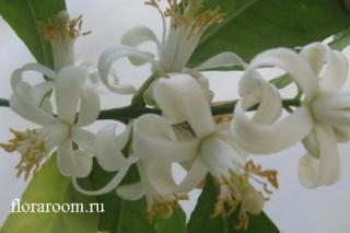 http://upforme.ru/uploads/000c/40/7e/67-3.jpg