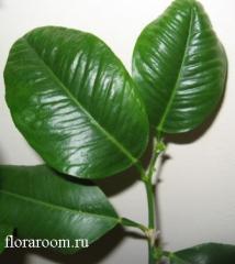 http://upforme.ru/uploads/000c/40/7e/69-5.jpg