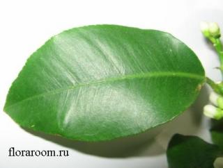 http://upforme.ru/uploads/000c/40/7e/71-1.jpg
