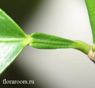 http://upforme.ru/uploads/000c/40/7e/71-3.jpg