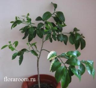http://upforme.ru/uploads/000c/40/7e/72-4.jpg