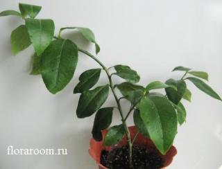 http://upforme.ru/uploads/000c/40/7e/73-1.jpg