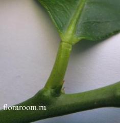 http://upforme.ru/uploads/000c/40/7e/75-1.jpg