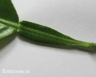 http://upforme.ru/uploads/000c/40/7e/75-3.jpg