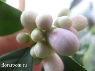 http://upforme.ru/uploads/000c/40/7e/77-4.jpg