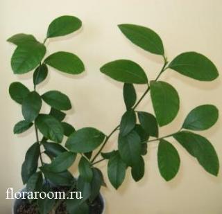 http://upforme.ru/uploads/000c/40/7e/84-1.jpg