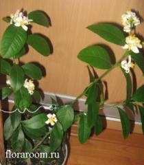 http://upforme.ru/uploads/000c/40/7e/84-3.jpg