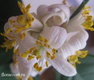 http://upforme.ru/uploads/000c/40/7e/84-5.jpg